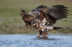 271 Seeadler - Haliaeetus albicilla