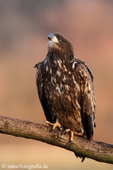 272 Seeadler - Haliaeetus albicilla