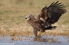 273 Seeadler - Haliaeetus albicilla