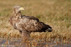 274 Seeadler - Haliaeetus albicilla