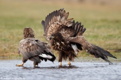 275 Seeadler - Haliaeetus albicilla