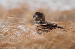 276 Seeadler - Haliaeetus albicilla