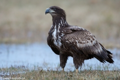 248 Seeadler - Haliaeetus albicilla