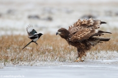 277 Seeadler - Haliaeetus albicilla