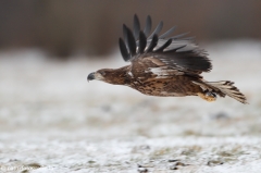 278 Seeadler - Haliaeetus albicilla