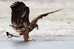 279 Seeadler - Haliaeetus albicilla