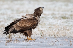 280 Seeadler - Haliaeetus albicilla