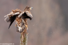 281 Seeadler - Haliaeetus albicilla