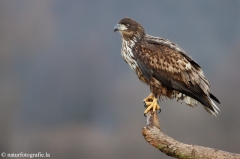 282 Seeadler - Haliaeetus albicilla