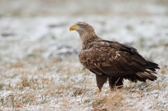 283 Seeadler - Haliaeetus albicilla