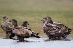 284 Seeadler - Haliaeetus albicilla