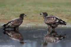 249 Seeadler - Haliaeetus albicilla