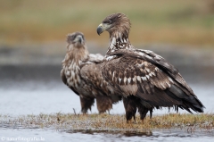 285 Seeadler - Haliaeetus albicilla