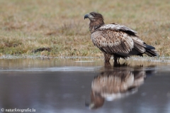 286 Seeadler - Haliaeetus albicilla