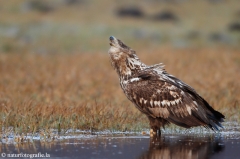 287 Seeadler - Haliaeetus albicilla