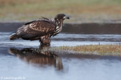 250 Seeadler - Haliaeetus albicilla