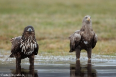 251 Seeadler - Haliaeetus albicilla