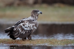 252 Seeadler - Haliaeetus albicilla