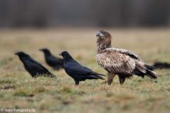 253 Seeadler - Haliaeetus albicilla