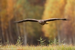 472 Seeadler - Haliaeetus albicilla