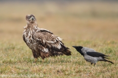 288 Seeadler - Haliaeetus albicilla