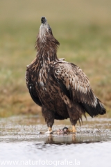 289 Seeadler - Haliaeetus albicilla