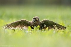 373 Turmfalke - Falco tinnunculus