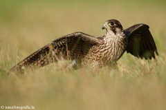 383 Wanderfalke - Falco peregrinus