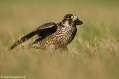 388 Wanderfalke - Falco peregrinus