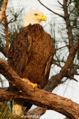 346 Weißkopfseeadler