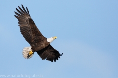 347 Weißkopfseeadler