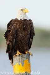 348 Weißkopfseeadler