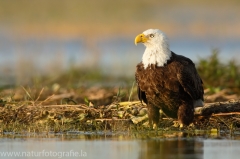 350 Weißkopfseeadler