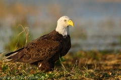 351 Weißkopfseeadler