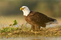 352 Weißkopfseeadler