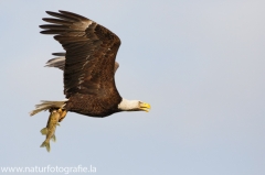 353 Weißkopfseeadler