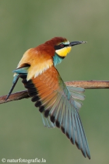 8 Bienenfresser - Merops apiaster