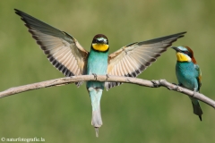 14 Bienenfresser - Merops apiaster