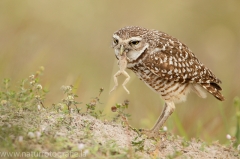 65 Kaninchenkauz - Athene cunicularia