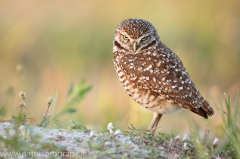 67 Kaninchenkauz - Athene cunicularia