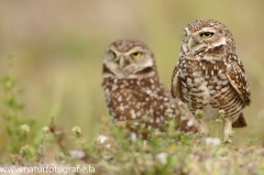 69 Kaninchenkauz - Athene cunicularia