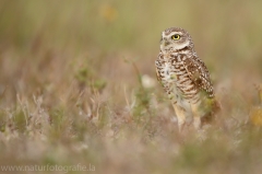 71 Kaninchenkauz - Athene cunicularia