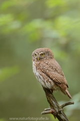 156 Sperlingskauz - Glaucidium passerinum