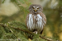 5 Sperlingskauz - Glaucidium passerinum