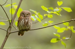 157 Sperlingskauz - Glaucidium passerinum