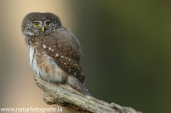 39 Sperlingskauz - Glaucidium passerinum