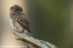 41 Sperlingskauz - Glaucidium passerinum