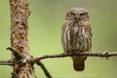 151 Sperlingskauz - Glaucidium passerinum