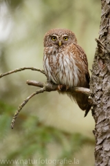 152 Sperlingskauz - Glaucidium passerinum