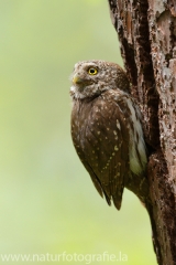 153 Sperlingskauz - Glaucidium passerinum